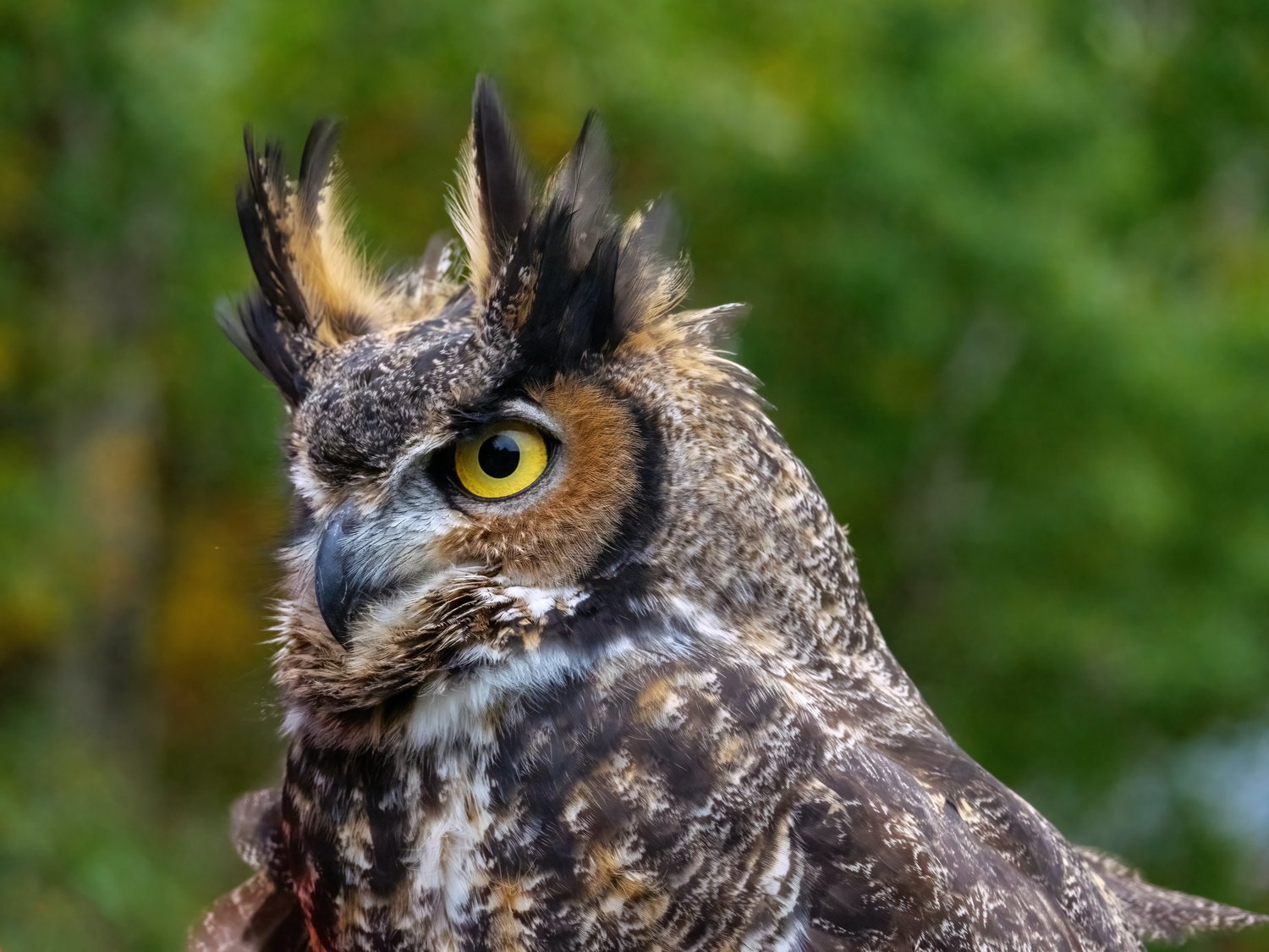 Many species of owls migrate south for the winter to escape the harsh weather and lack of prey. Not the great horned owl. It mates and nests here in the winter months.